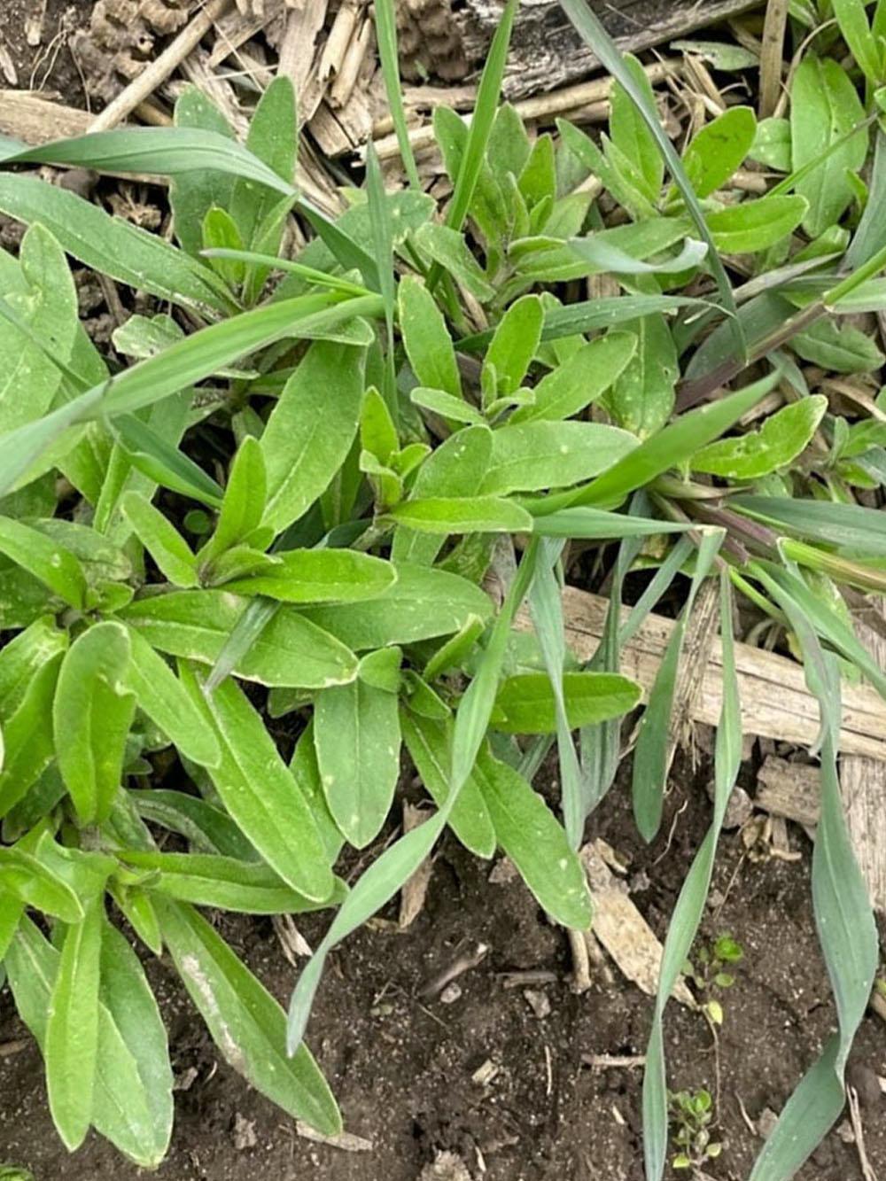 Winter Camelina